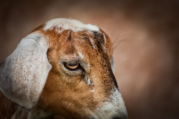 Caprino — Foto de Stock