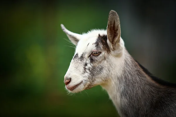 Ziege — Stockfoto