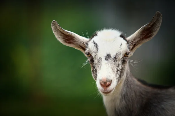 Ziege — Stockfoto