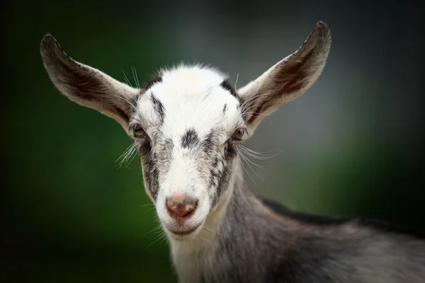 Ziege — Stockfoto