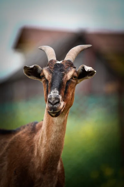 Ziege — Stockfoto