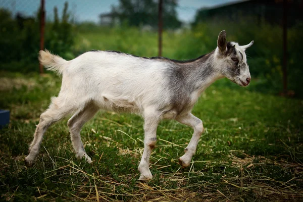 Goat — Stock Photo, Image