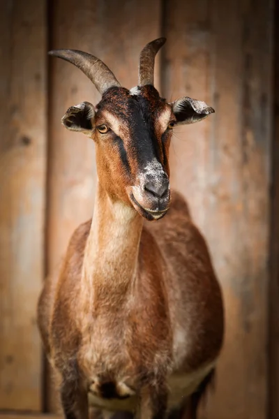 Ziege — Stockfoto