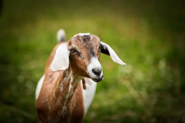 Caprino — Foto de Stock