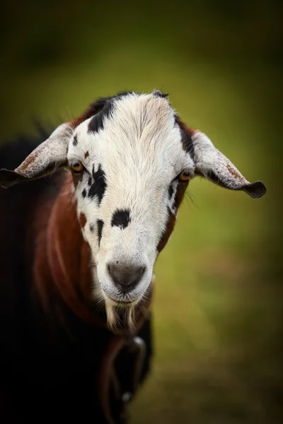 Caprino — Foto de Stock