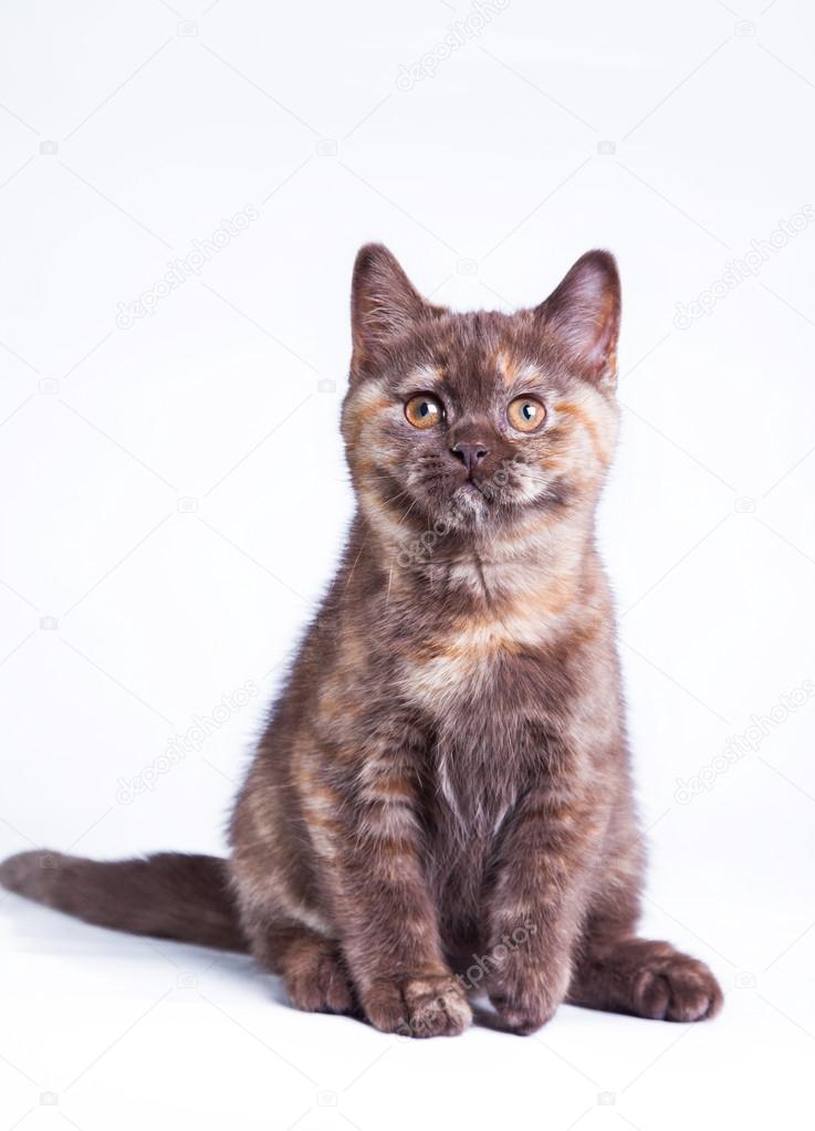 British kitten on a colored background