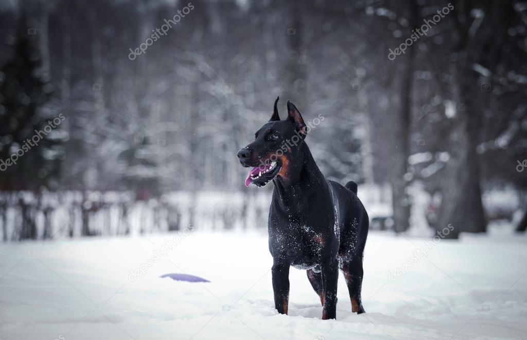 Doberman dog in the snow