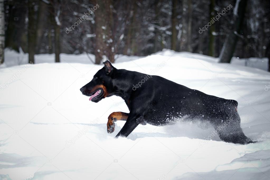 Doberman dog playing in the snow