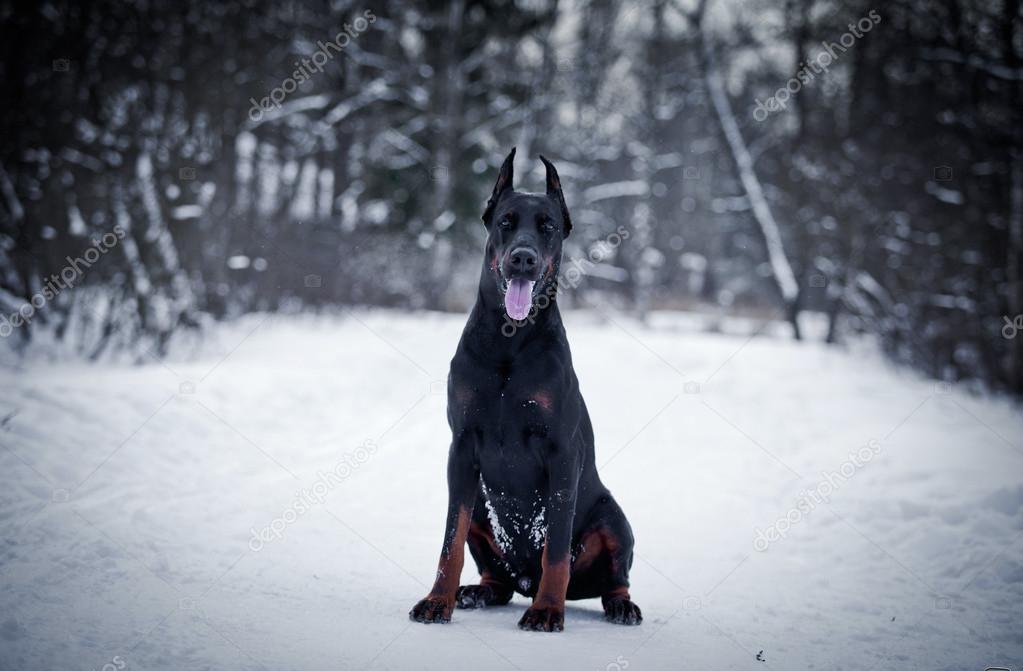 Doberman dog in the snow