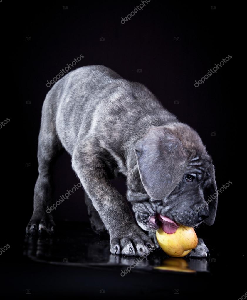 Cane Corso Dog Eating An Apple Stock Photo Averyanova