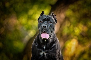 köpek doğurmak cane corso