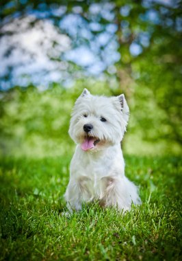 Batı dağlık beyaz korkunç doğa