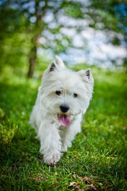 Batı dağlık beyaz korkunç doğa