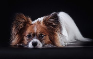 Papillon köpek renkli bir arka plan üzerinde