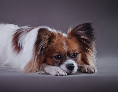 Papillon köpek renkli bir arka plan üzerinde