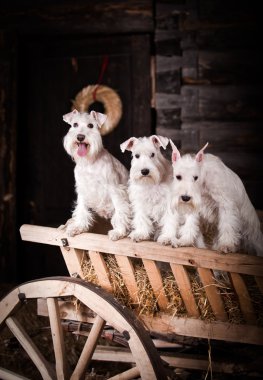 Beyaz minyatür schnauzer köpek