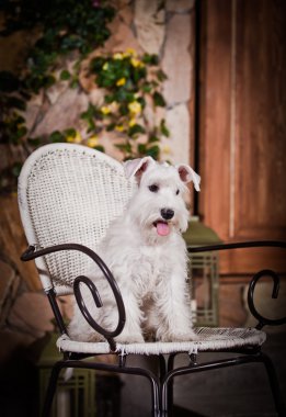 Beyaz minyatür schnauzer köpek