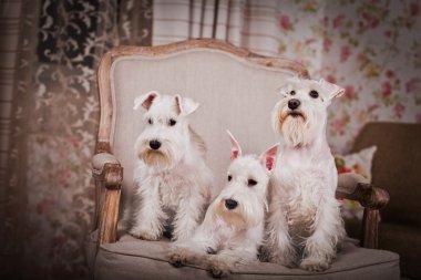 Beyaz minyatür schnauzer köpek