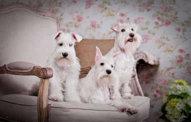 Beyaz minyatür schnauzer köpek