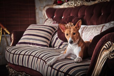 Afrika alçaklık köpek