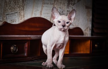 Sphynx kittenSphynx kedi yavrusu