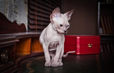 Sphynx kittenSphynx kedi yavrusu