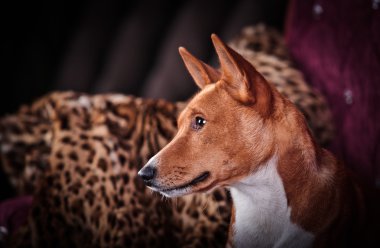Afrika alçaklık köpek