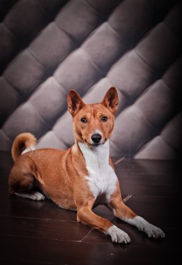 Afrika alçaklık köpek