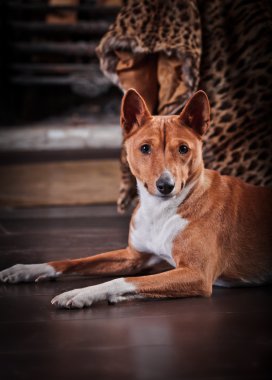 Afrika alçaklık köpek