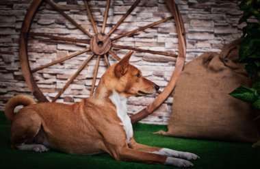 Afrika alçaklık köpek