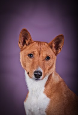 Afrika alçaklık köpek