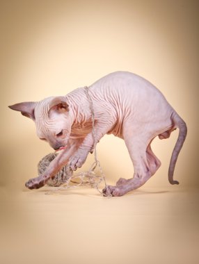 Sphynx kittenSphynx kedi yavrusu