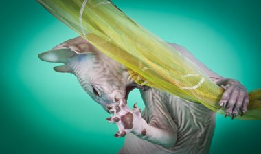 Sphynx kittenSphynx kedi yavrusu