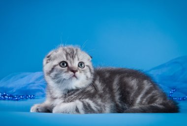 İskoç yavru kedi