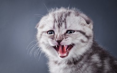 Kitten British cat on a colored background
