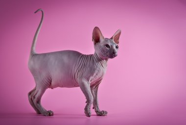 Sphynx kittenSphynx kedi yavrusu