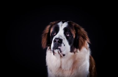 Saint Bernard dog on a color background clipart