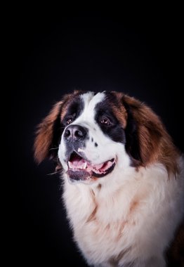 Saint Bernard köpeği bir renk arka plan üzerinde