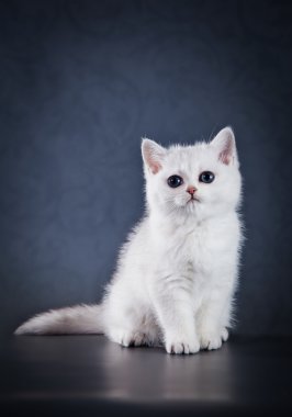 Renkli bir arka plan üzerinde İngiliz beyaz yavru kedi