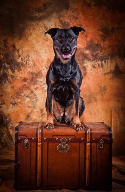 Güzel safkan köpekler