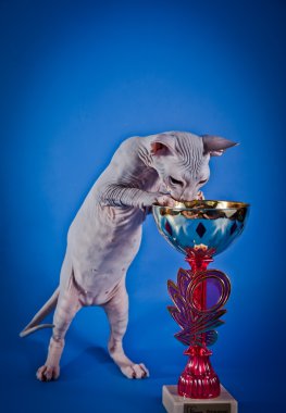 Sphynx kittenSphynx kedi yavrusu