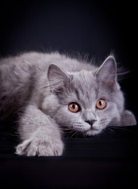 İskoç yavru kedi