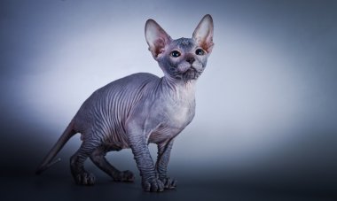 Sphynx kittenSphynx kedi yavrusu