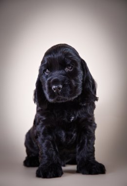 köpek doğurmak Amerikan cocker spaniel