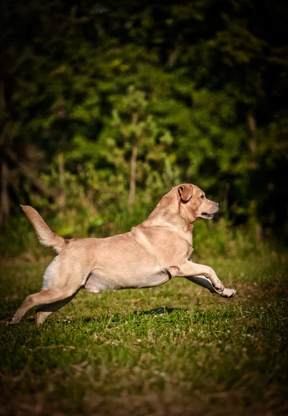 Dog labrador retriever na natureza — Fotografia de Stock