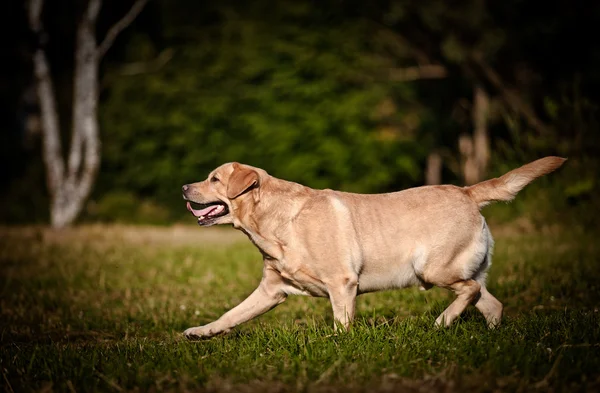 Σκύλος Λάμπραντορ Ριτρίβερ στη φύση — Φωτογραφία Αρχείου