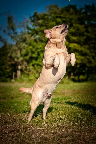 Perro labrador retriever en la naturaleza — Foto de Stock