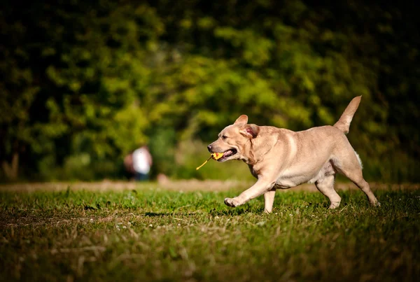 Pes labrador Rešeršér na přírodu — Stock fotografie