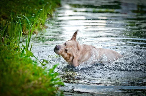 Dog labrador retriever na natureza — Fotografia de Stock