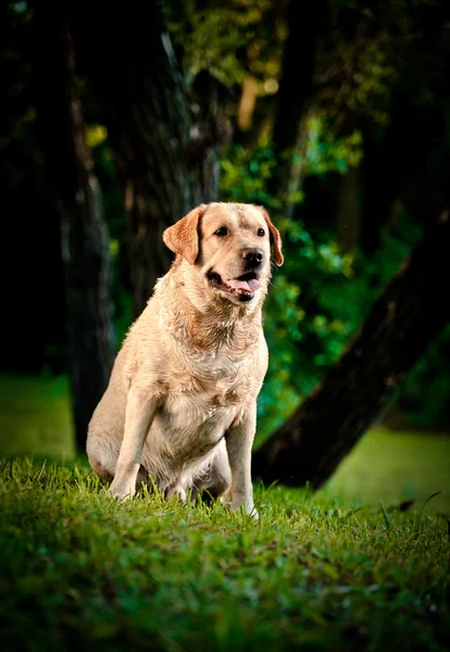 自然に犬ラブラドールレトリバー — ストック写真